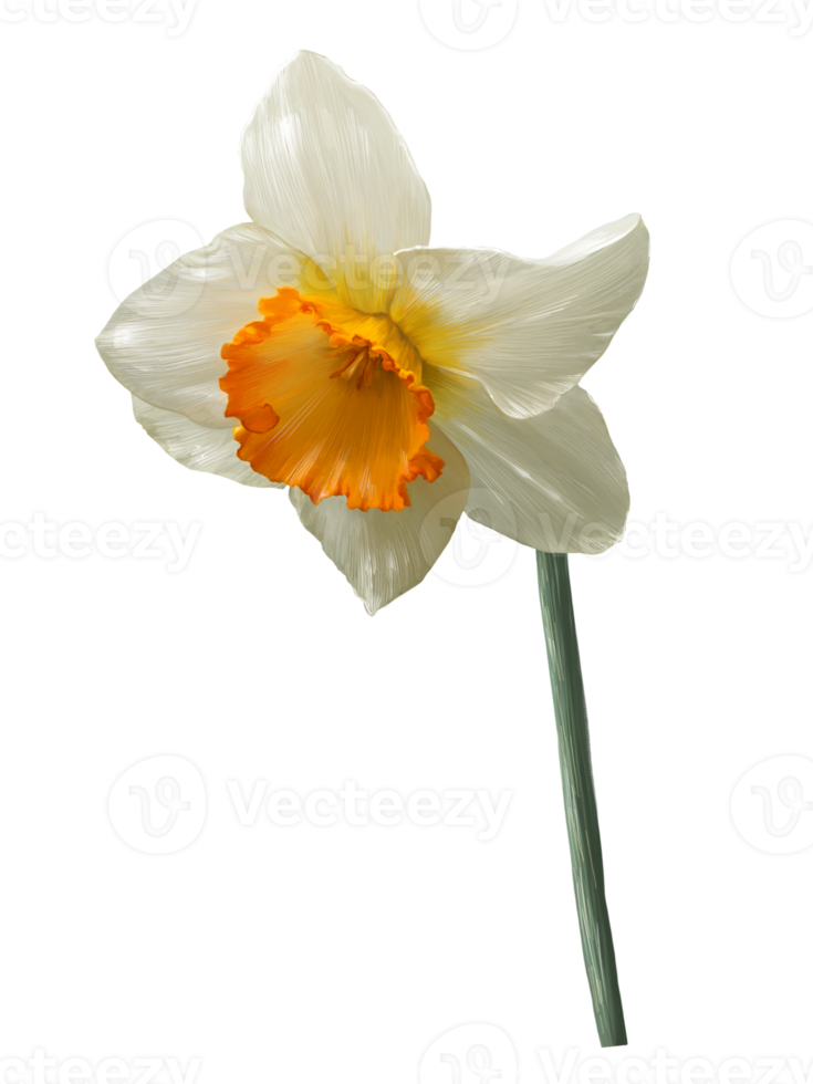 daffodil realistic illustration isolated on png