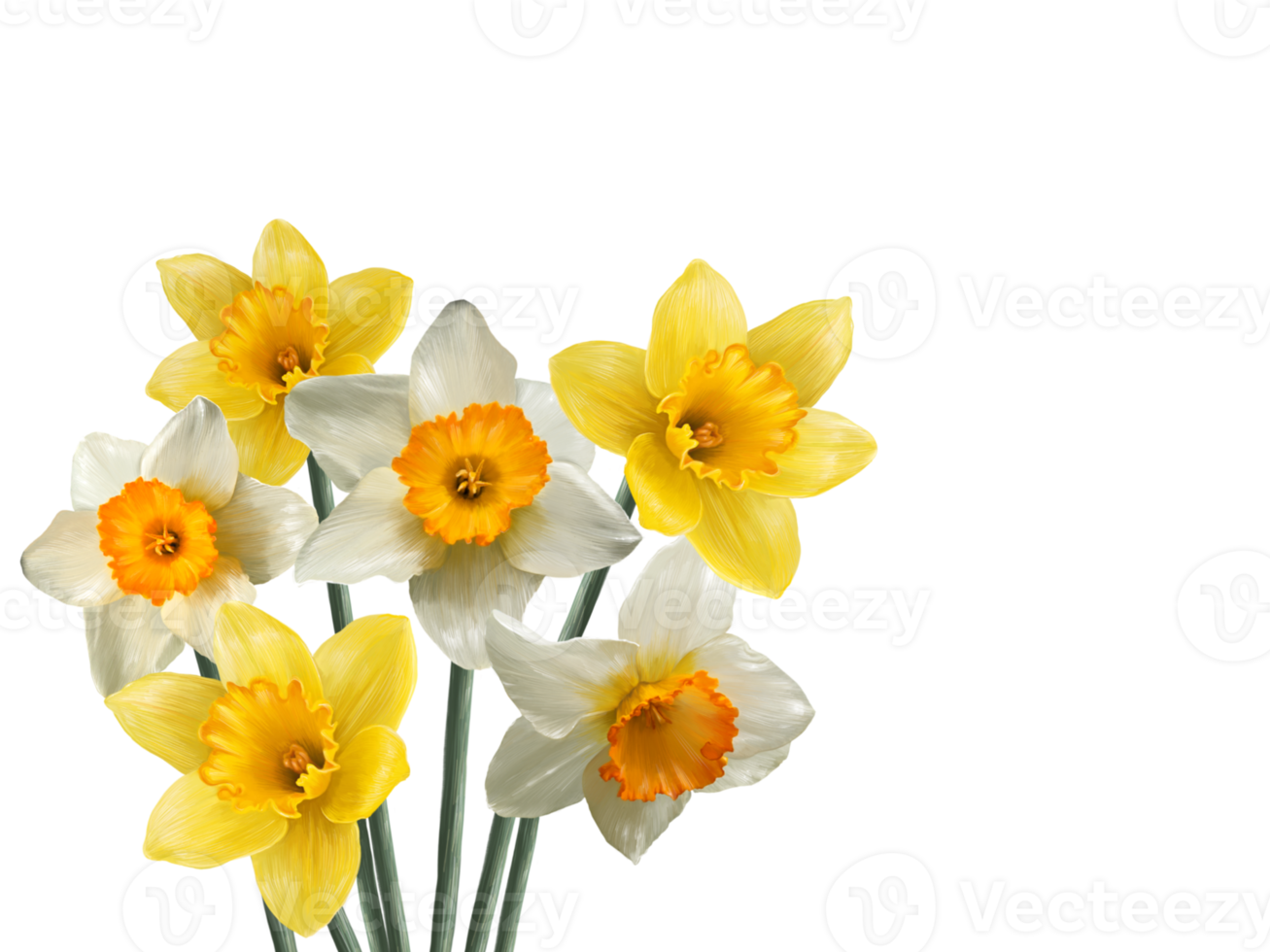 bouquet of blooming narcissus flowers spring wallpaper png