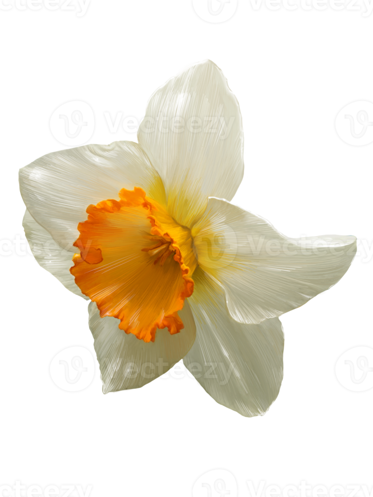 daffodil side view closeup realistic illustration isolated png