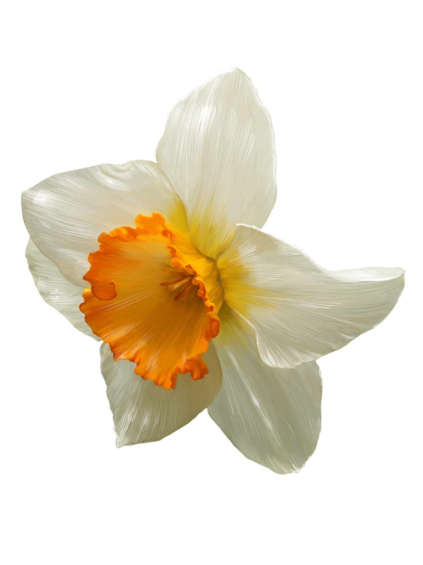 daffodil side view closeup realistic illustration isolated 13399810 PNG