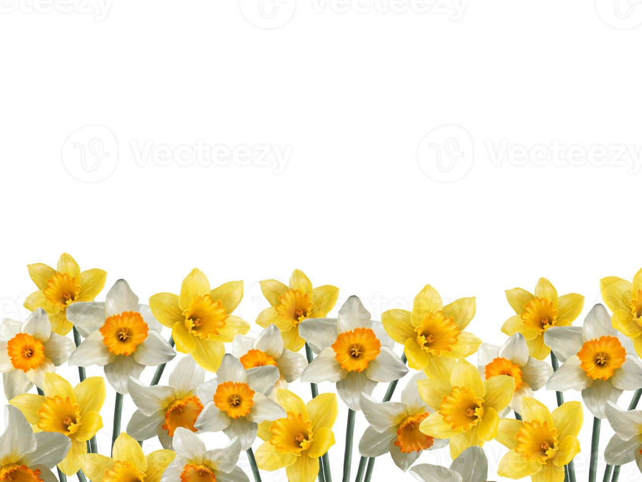 field of blooming daffodils spring wallpaper png