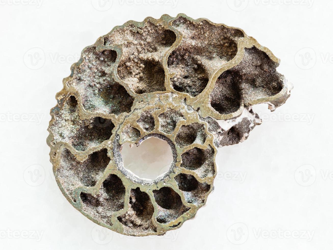 polished Ammonite fossil on white marble photo