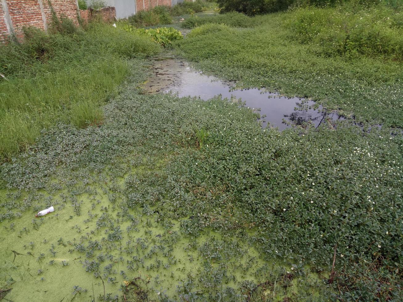 pantano detrás de la casa lleno de agua y hierba foto