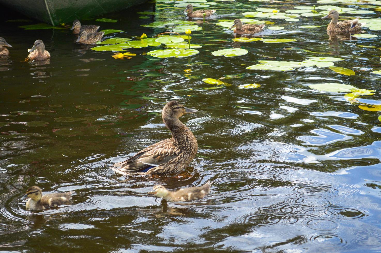 Small beautiful fluffy wild natural ducklings, waterfowl ducks with wings and beaks swim on the water in the river, sea, lake, pond photo