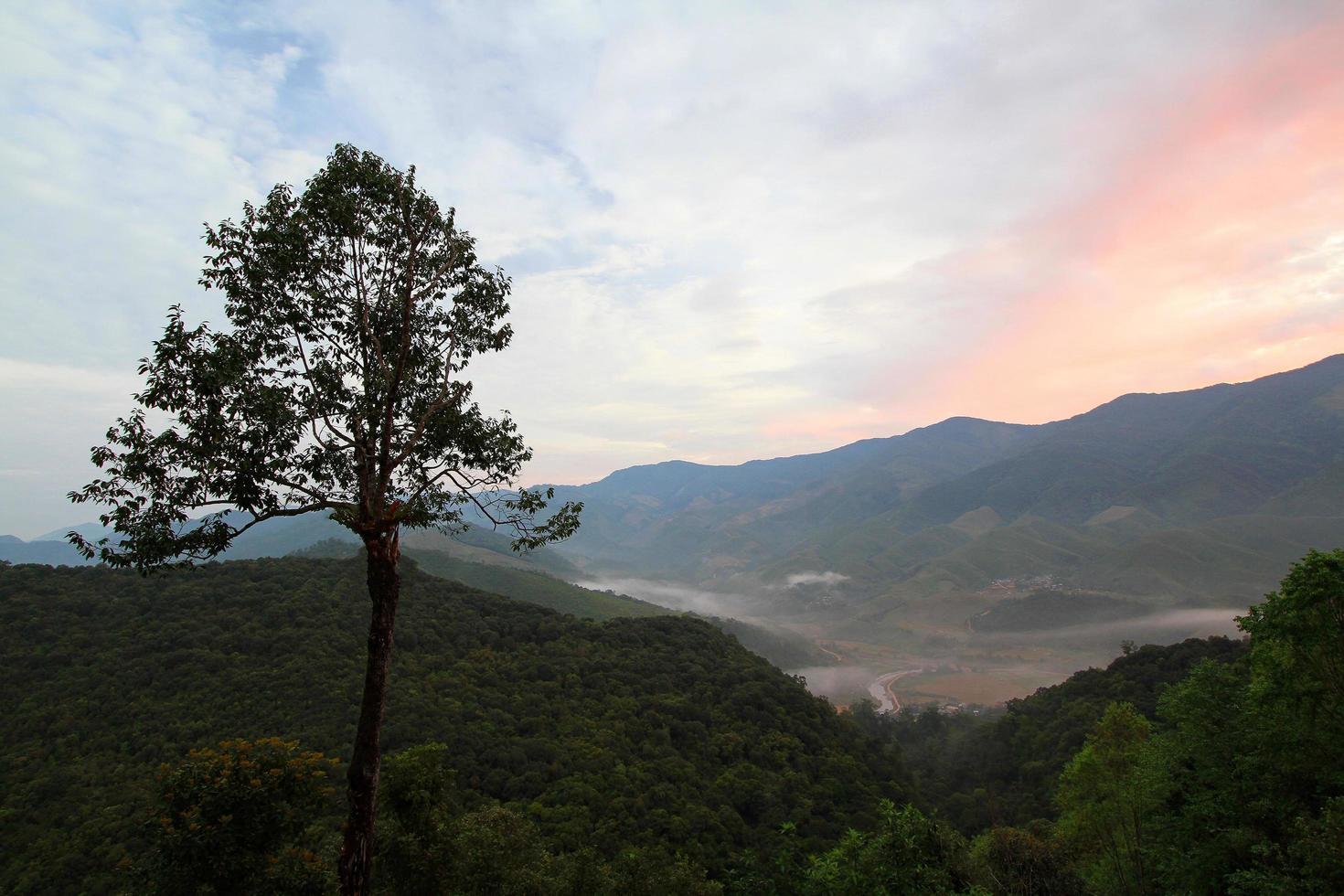High tree with mist, green mountain, and sky background with sunlight in the morning at Chiang Mai, Thailand. Landscape view and Beauty on nature and Natural wallpaper with copy space photo