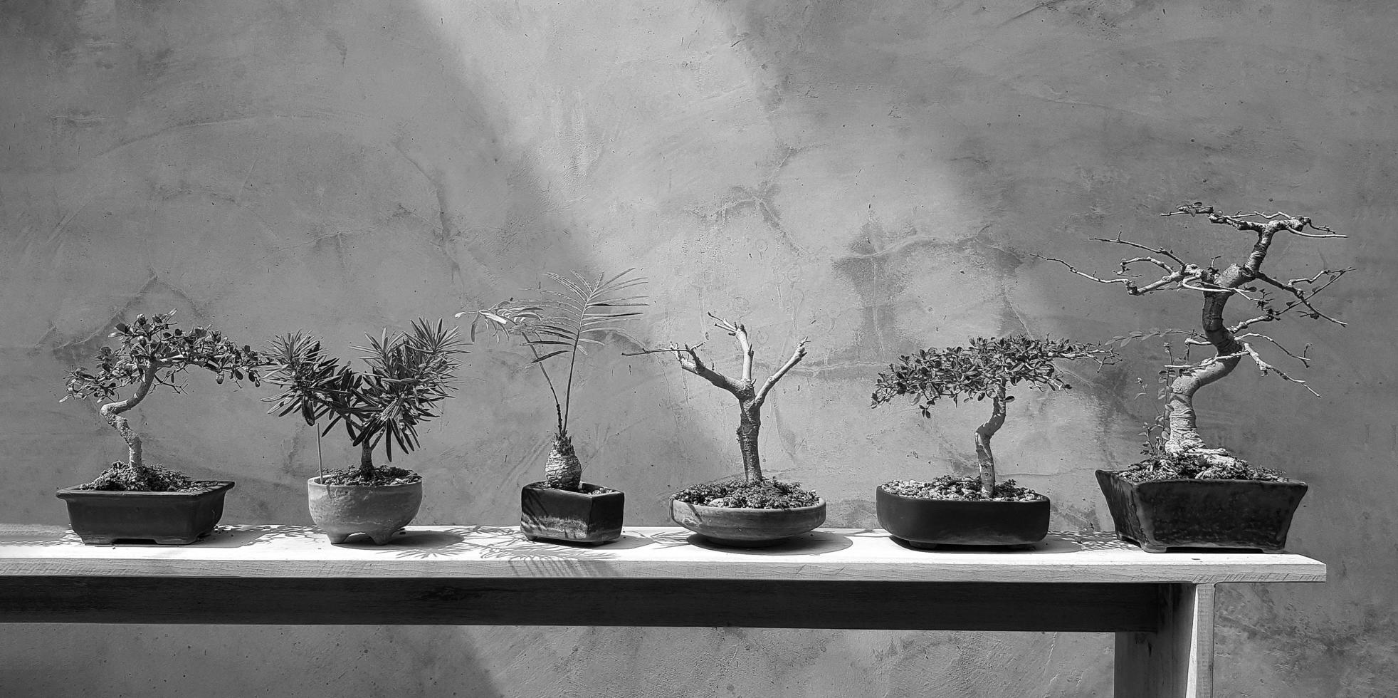 Bonsai in tree pot on wooden shelf for sale or decorated home with gray loft wall background in black and white tone. Group of tree put on wood tray with sunlight and grey wallpaper in monochrome tone photo