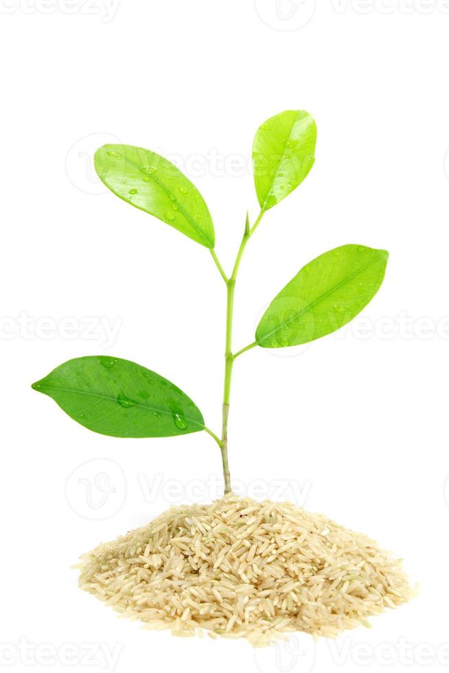 Trees growing in Pile Rice isolated photo