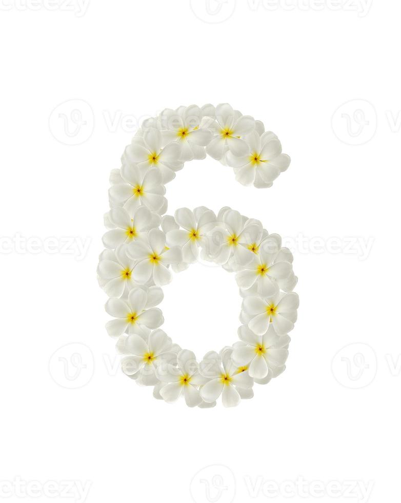 Numbers six made of tropical flowers frangipani isolated on white photo