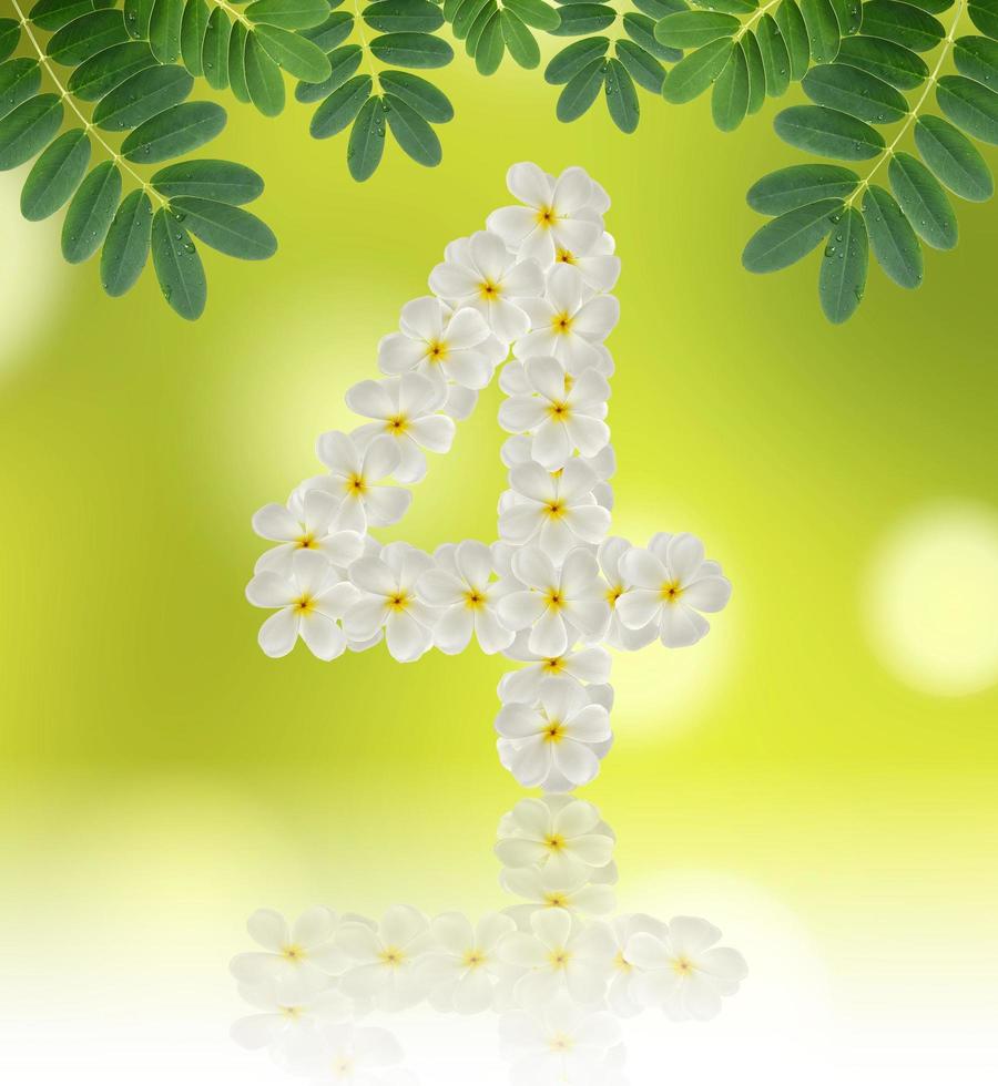 Numbers four made of tropical flowers frangipani on natural background photo