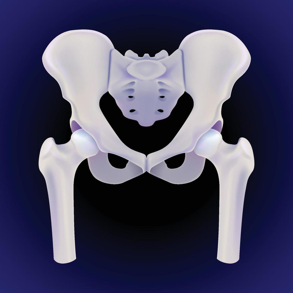 A 3D illustration of the complete front view of the human hip bone on a dark blue background rendered realistically. vector