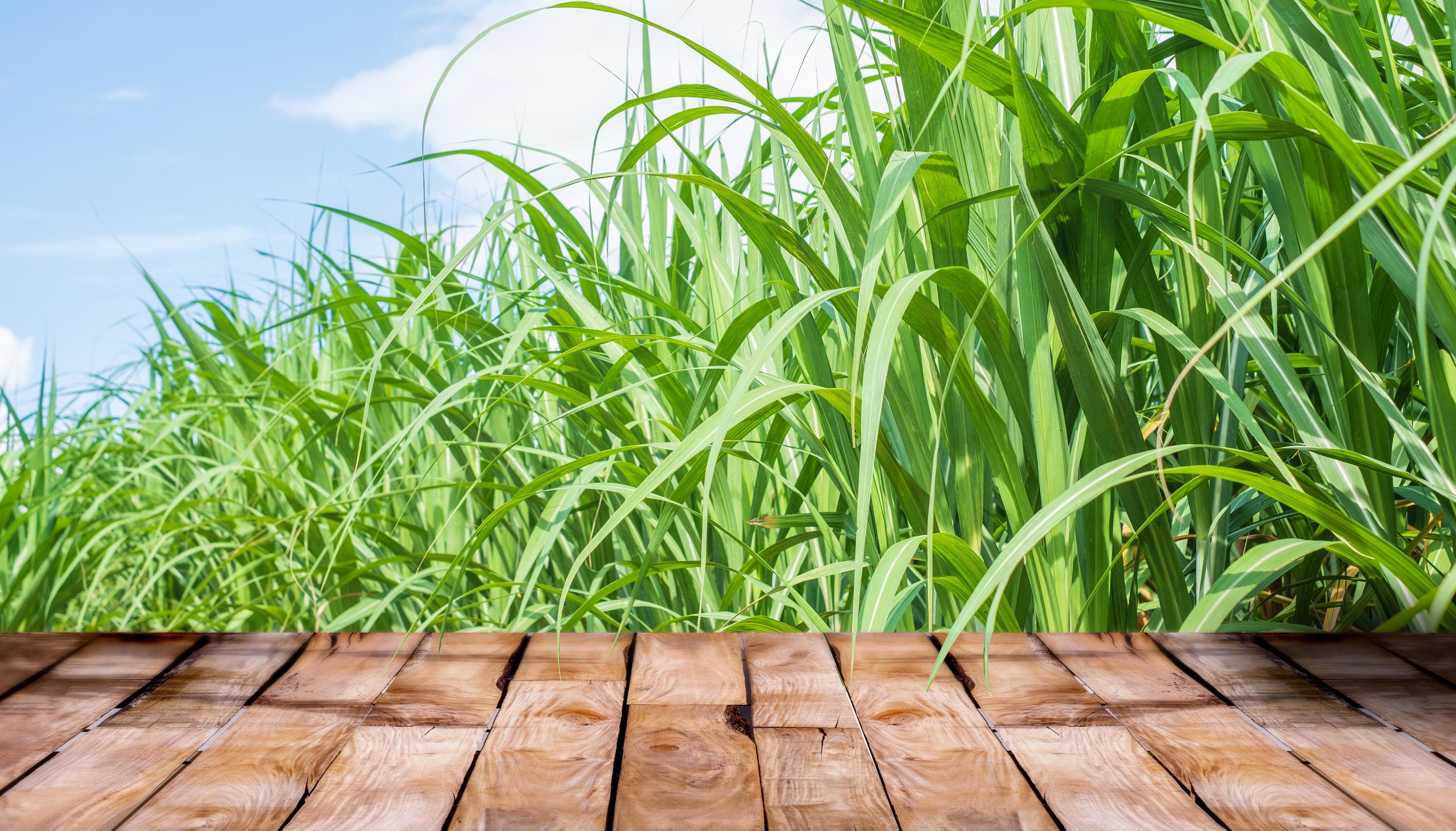 Beautiful wooden floor and sugar cane field nature background