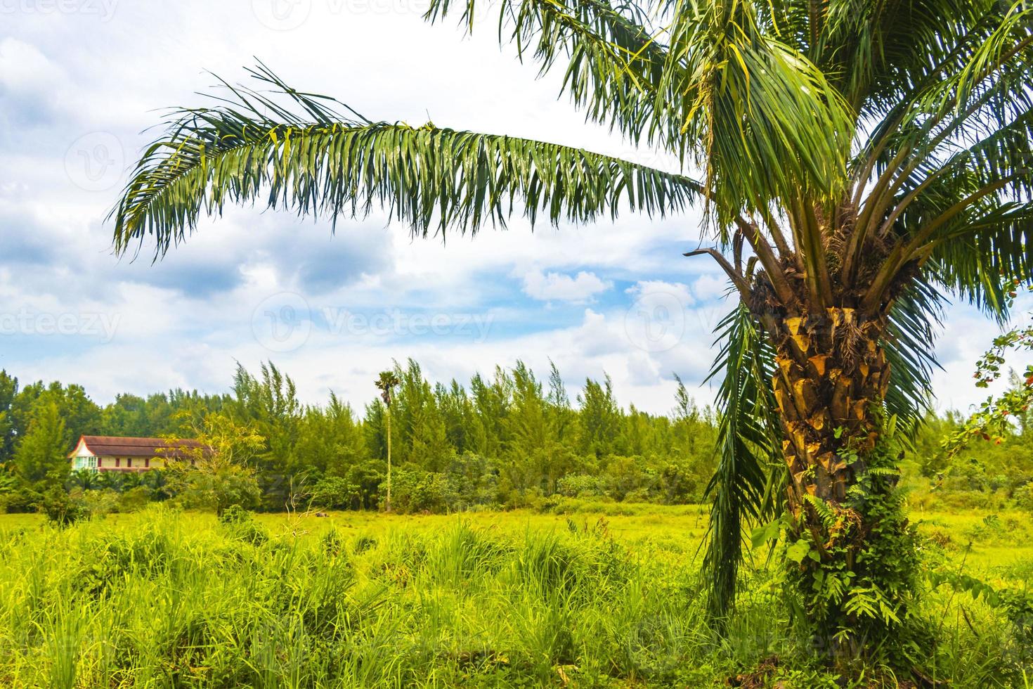 Beautiful natural landscape and tropical forest Phuket island Thailand. photo