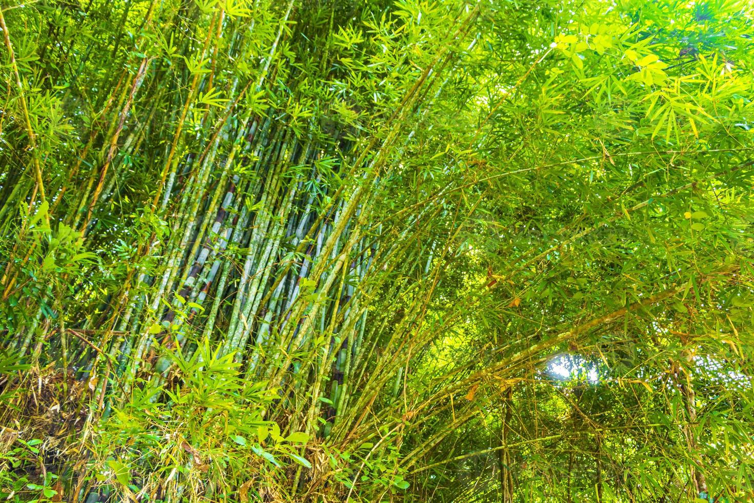 bosque tropical de árboles de bambú amarillo verde en la isla de phuket, tailandia. foto