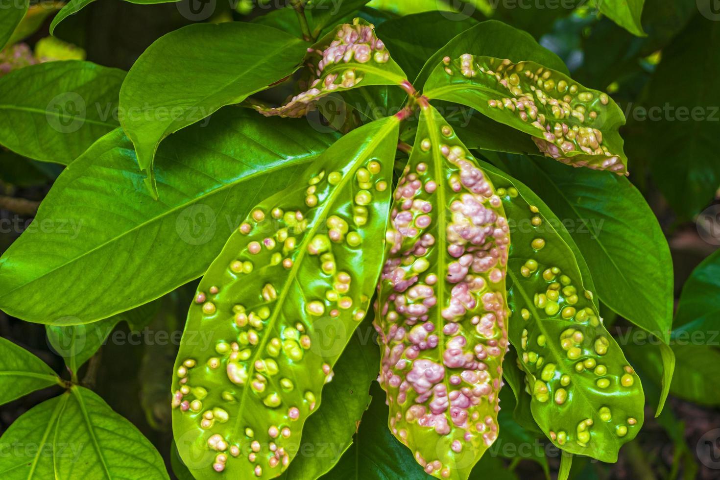 Tropical nature with palm trees flowers plants in jungle forest Thailand. photo