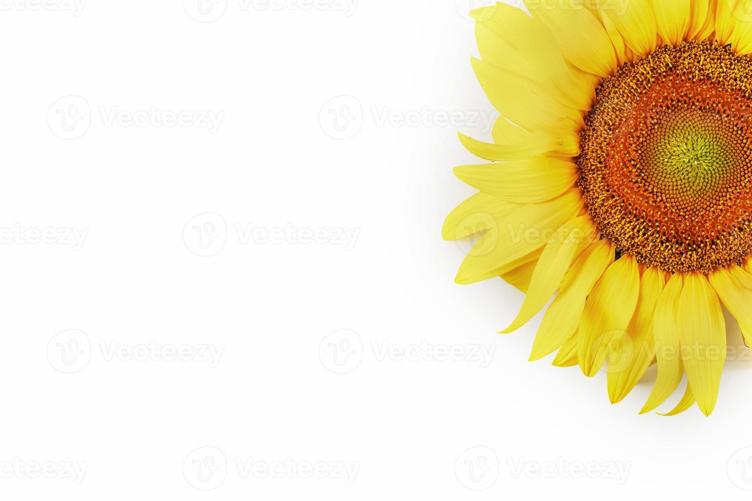 Sunflower flower on a white background, top view. Isolate. photo