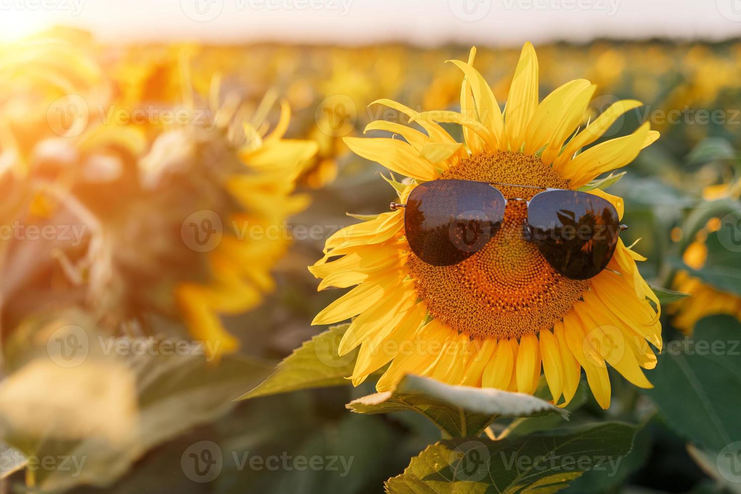 Sunflower in black sunglasses against the setting sun. photo