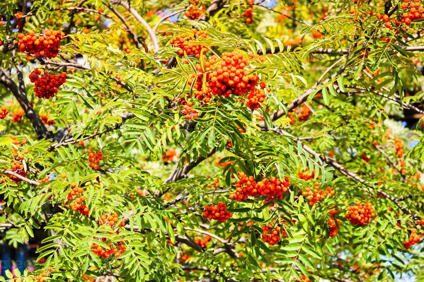 Green leaves of a tree with berries, rowan fruit, summer tree. Natural treats. The rays of the sun fall on the green, carved, non-uniform leaves. Beautiful mountain ash in the afternoon photo