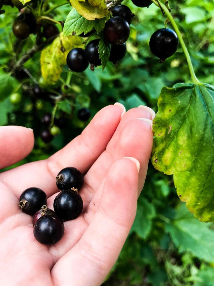 black, round currant berries lie on the girl's hand with a manicure. green leaves surround juicy and ripe berries. berry lawn, compote making, berry picking photo
