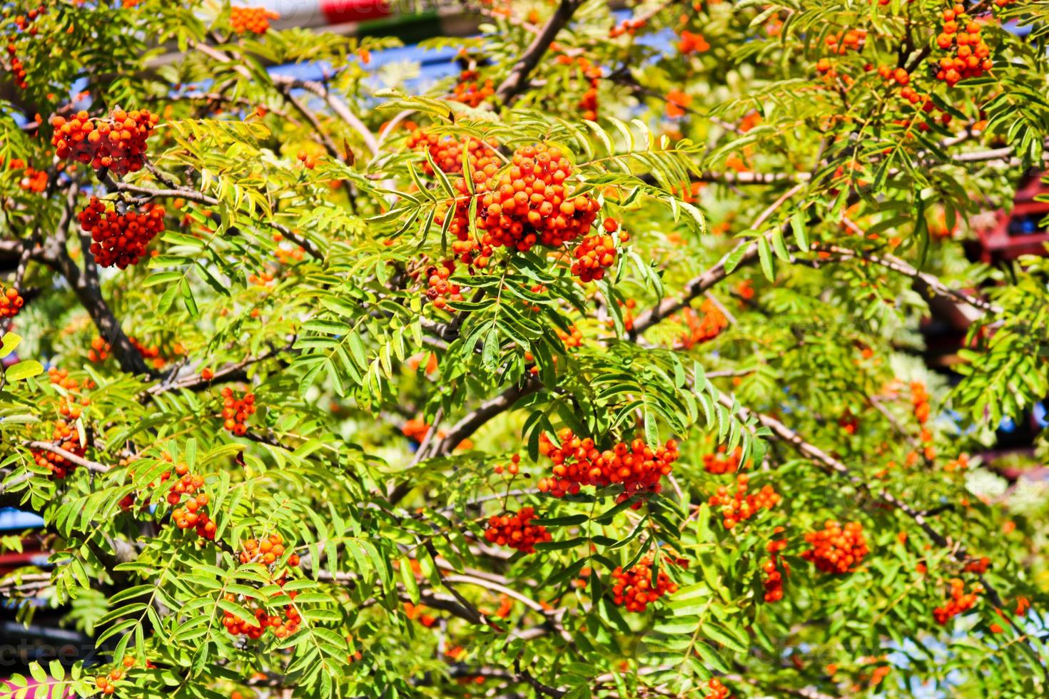 Green leaves of a tree with berries, rowan fruit, summer tree. Natural treats. The rays of the sun fall on the green, carved, non-uniform leaves. Beautiful mountain ash in the afternoon photo