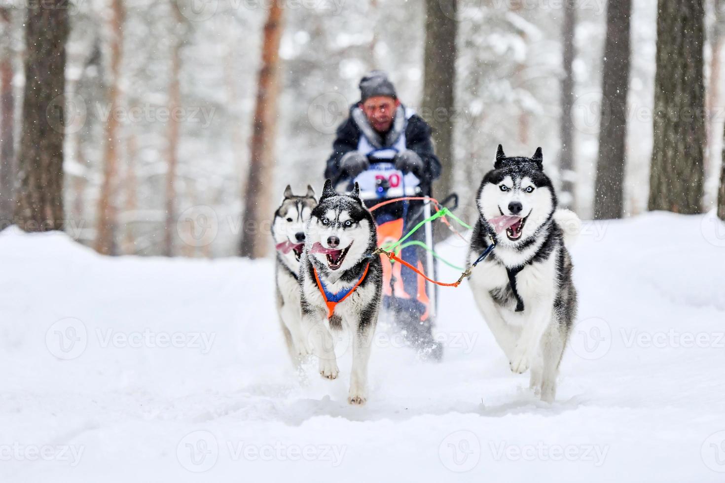 Siberian husky sled dog racing photo