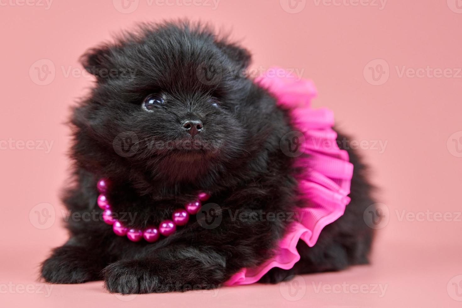 Cachorro pomeranian spitz en falda con cuentas sobre fondo rosa foto