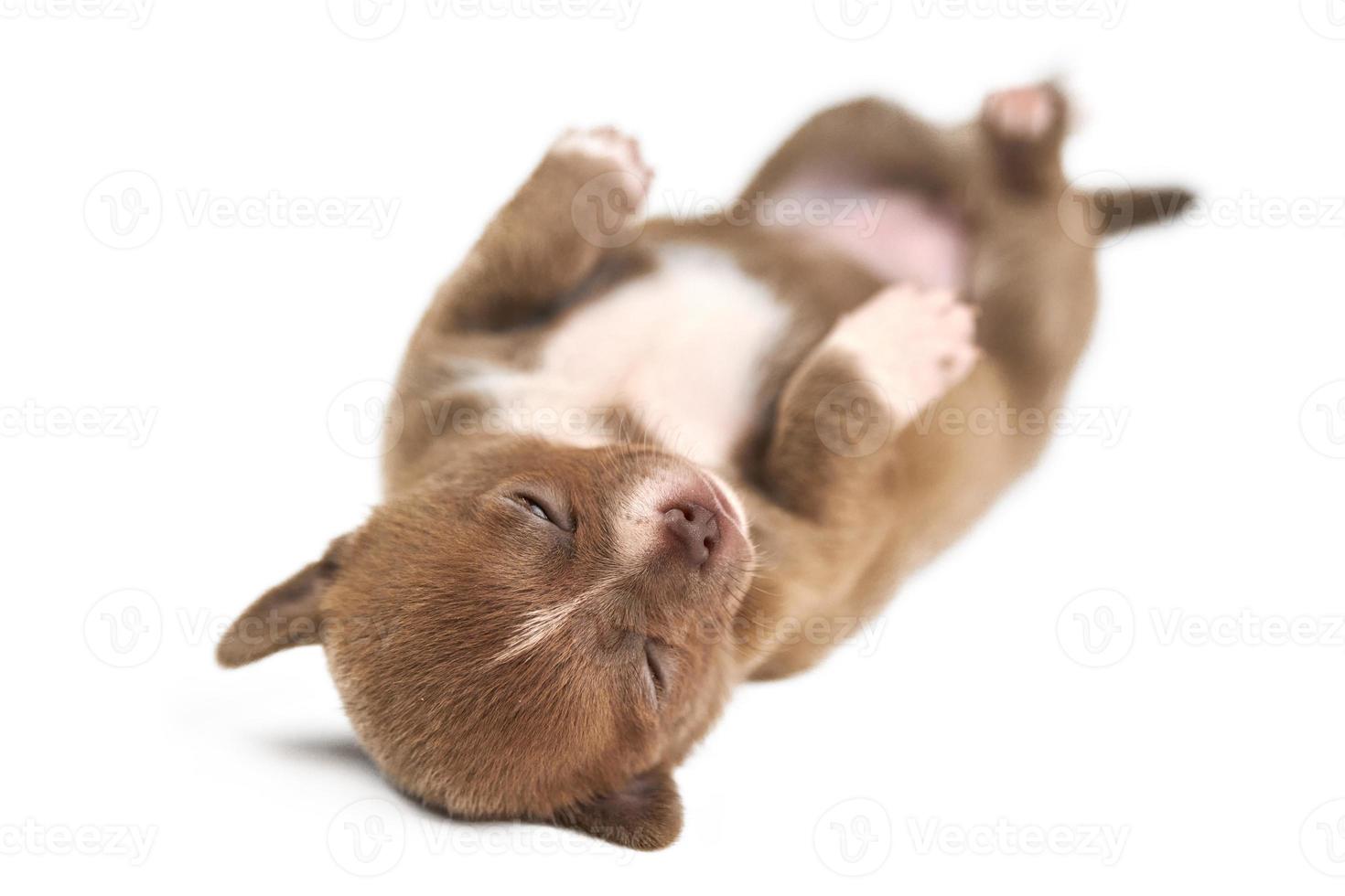 Sleeping on back Chihuahua puppy photo