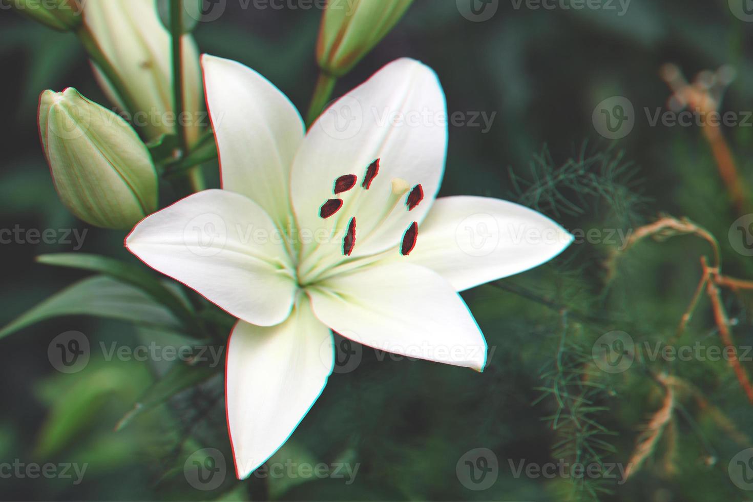 Lilium candidum flower photo