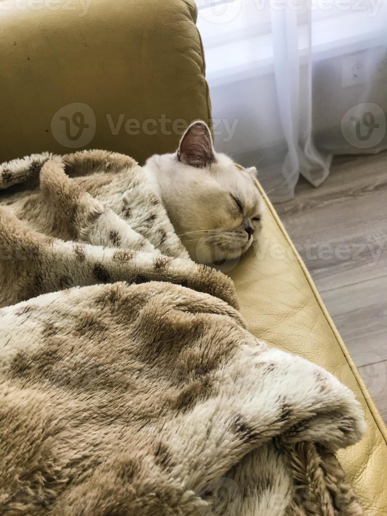 Cat sleeps under covers hotsell