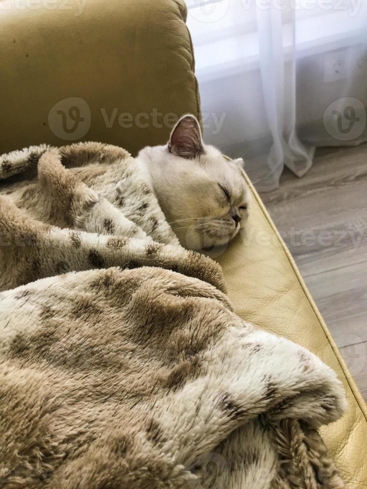 a small white kitten sleeps on a bed under a warm and fluffy blanket. British cat resting at home during the day. the cat has long white whiskers, gray stripes on the face. pets, soft wood photo