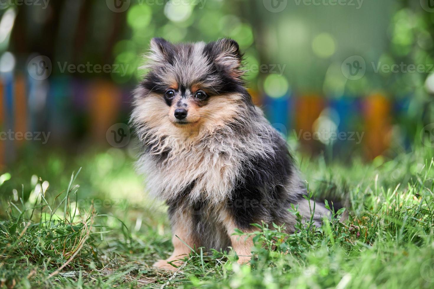 cachorro pomerania spitz en el jardín foto