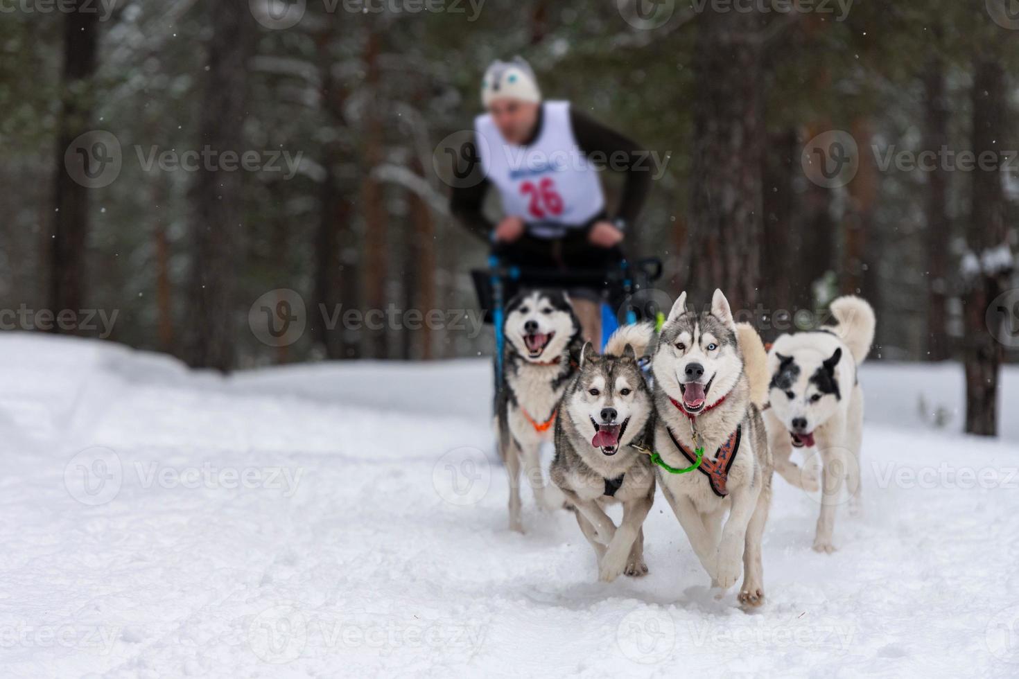 Sled dog racing. Husky sled dogs team pull a sled with dog musher. Winter competition. photo