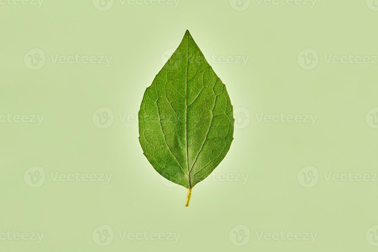 One green salix pentandra tree leaf on light green background, detailed macro of bay willow leaf photo
