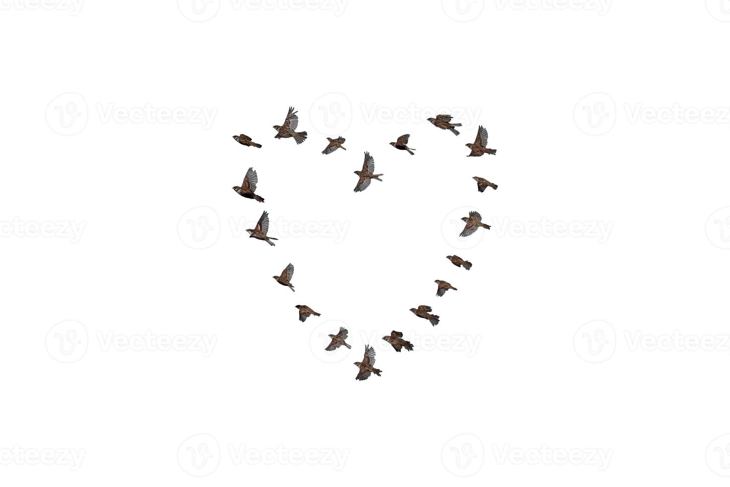 Sparrow flock flying in sky, love concept photo
