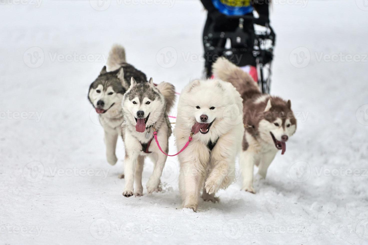 Husky sled dog racing photo