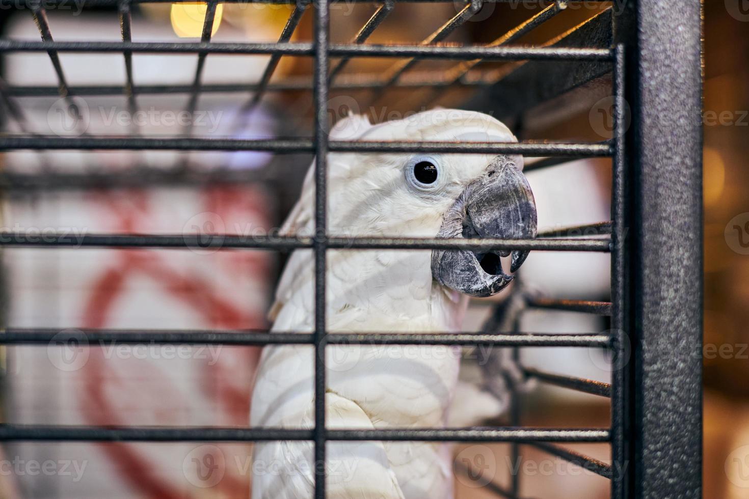 Cute white Cacatua cockatoo parrot in cage in cafe interior background, funny domestic bird photo