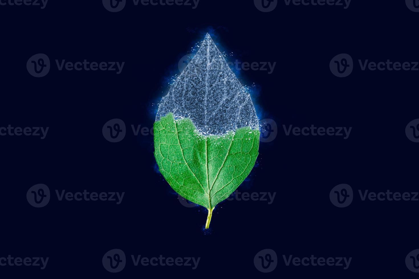One frozen icy sweet mock orange leaf isolated on dark blue background, blue ice covered effect photo