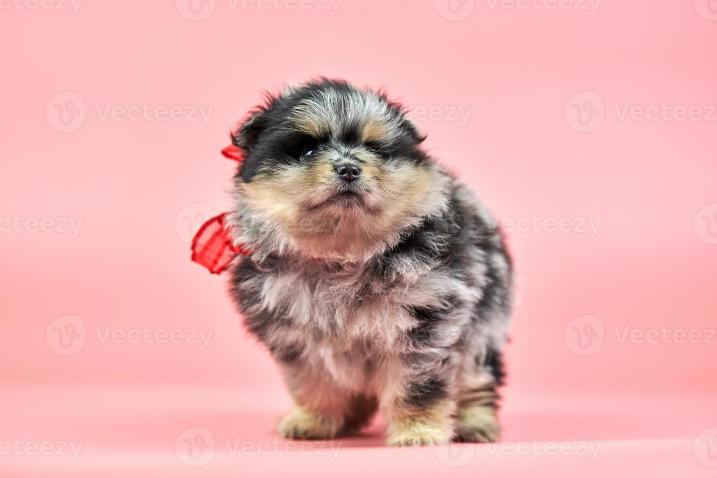 Cachorro pomeranian spitz sobre fondo rosa foto