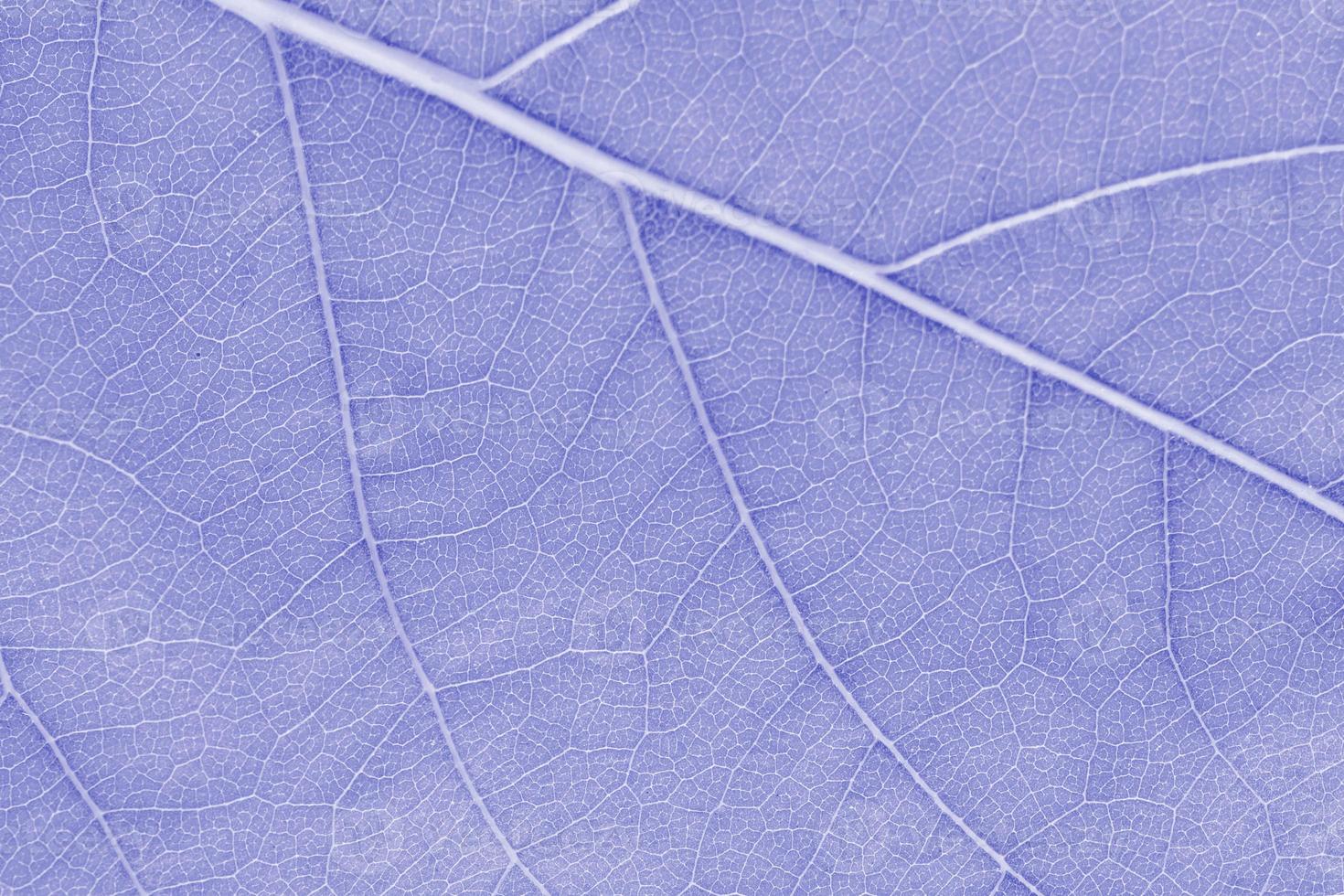 Macro leaf texture purple colorized with beautiful relief facture of plant, close up macro photo