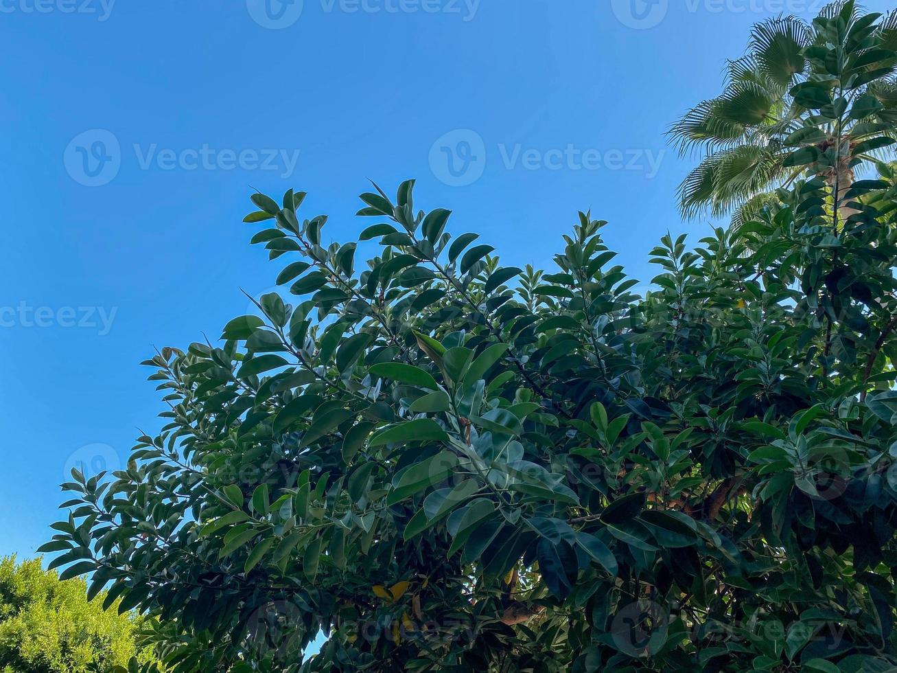 Green natural beautiful leaves of trees and bushes against the sky in a warm tropical country, resort photo