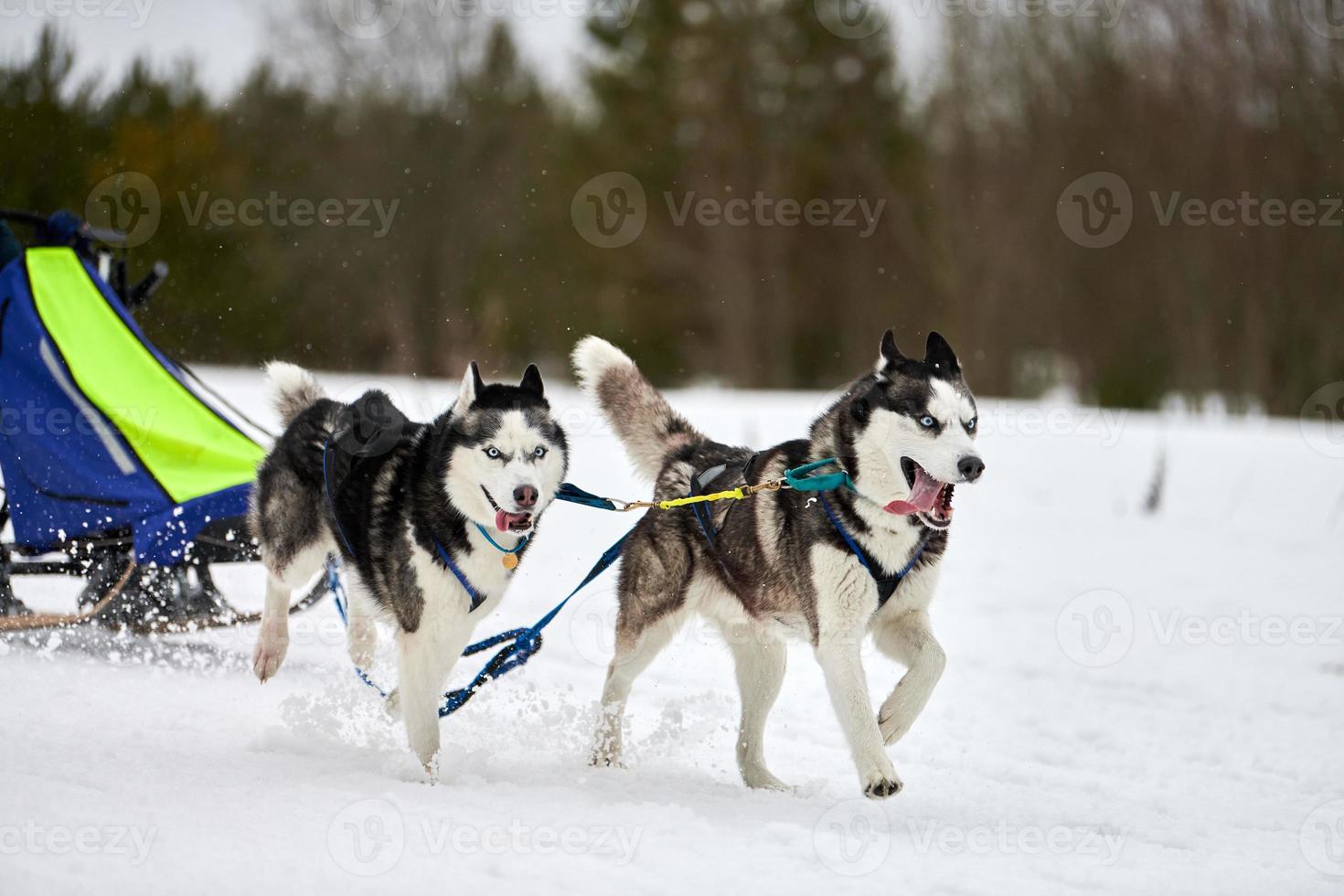 Running Husky dog on sled dog racing photo