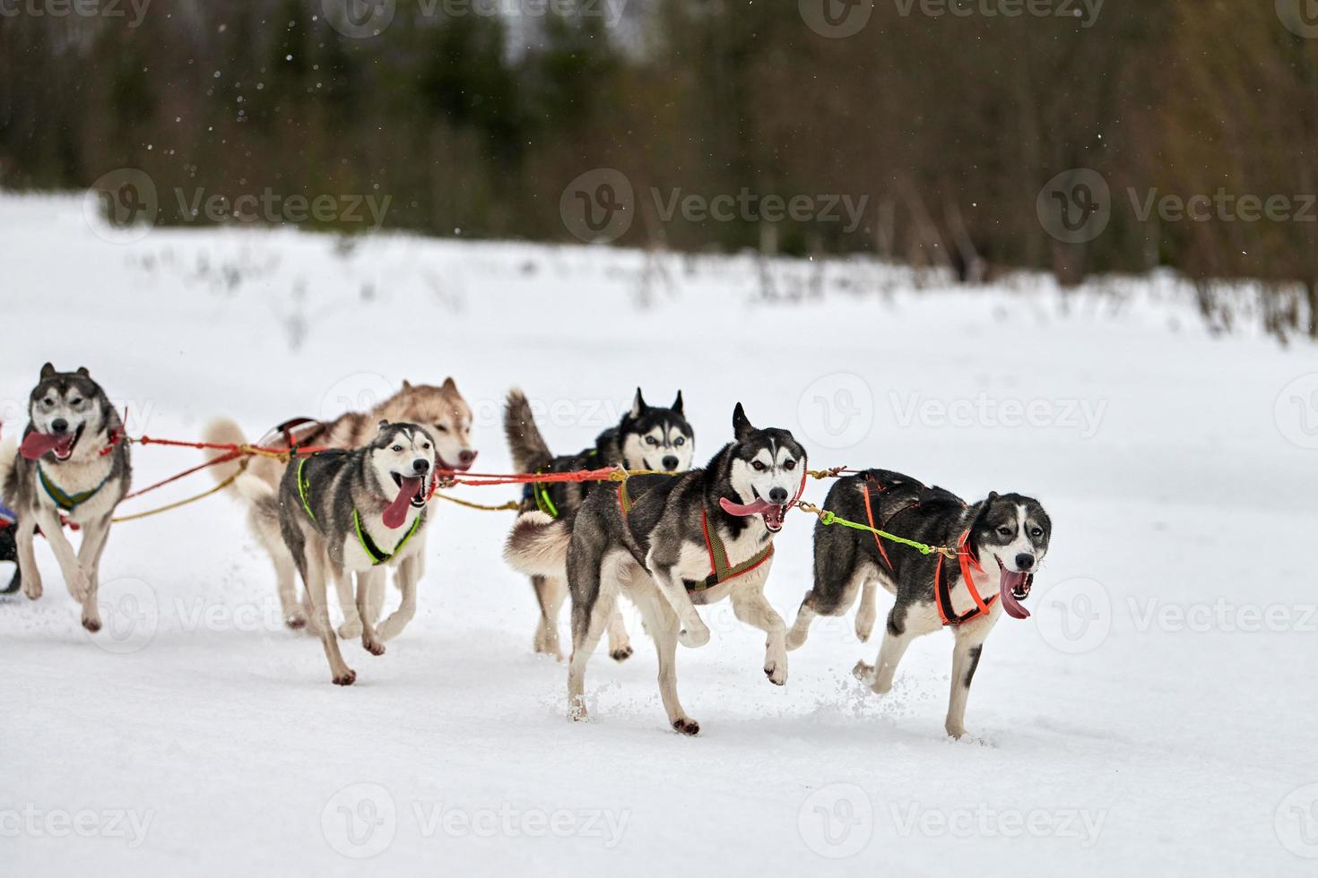 Running Husky dog on sled dog racing photo