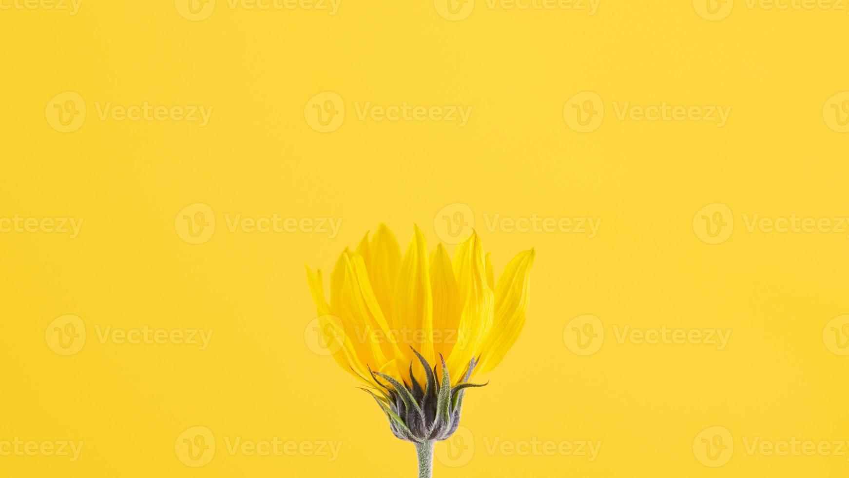 Yellow flower bud of topinambur on yellow background, top copy space, blurred yellow flower photo