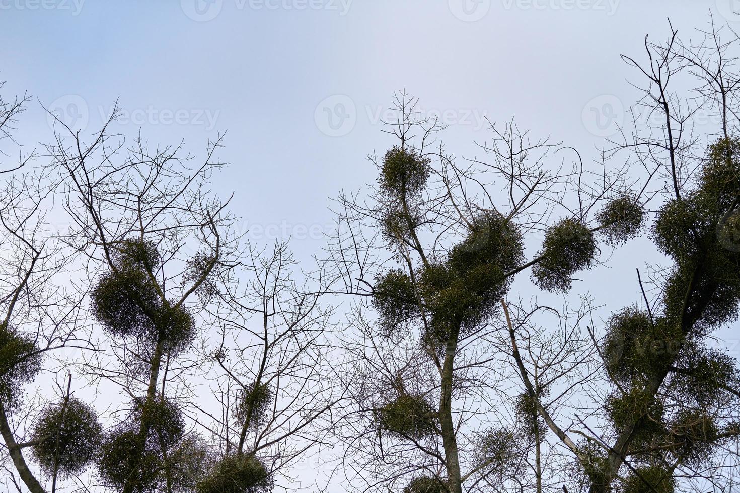 Viscum shrubs on tree branches photo