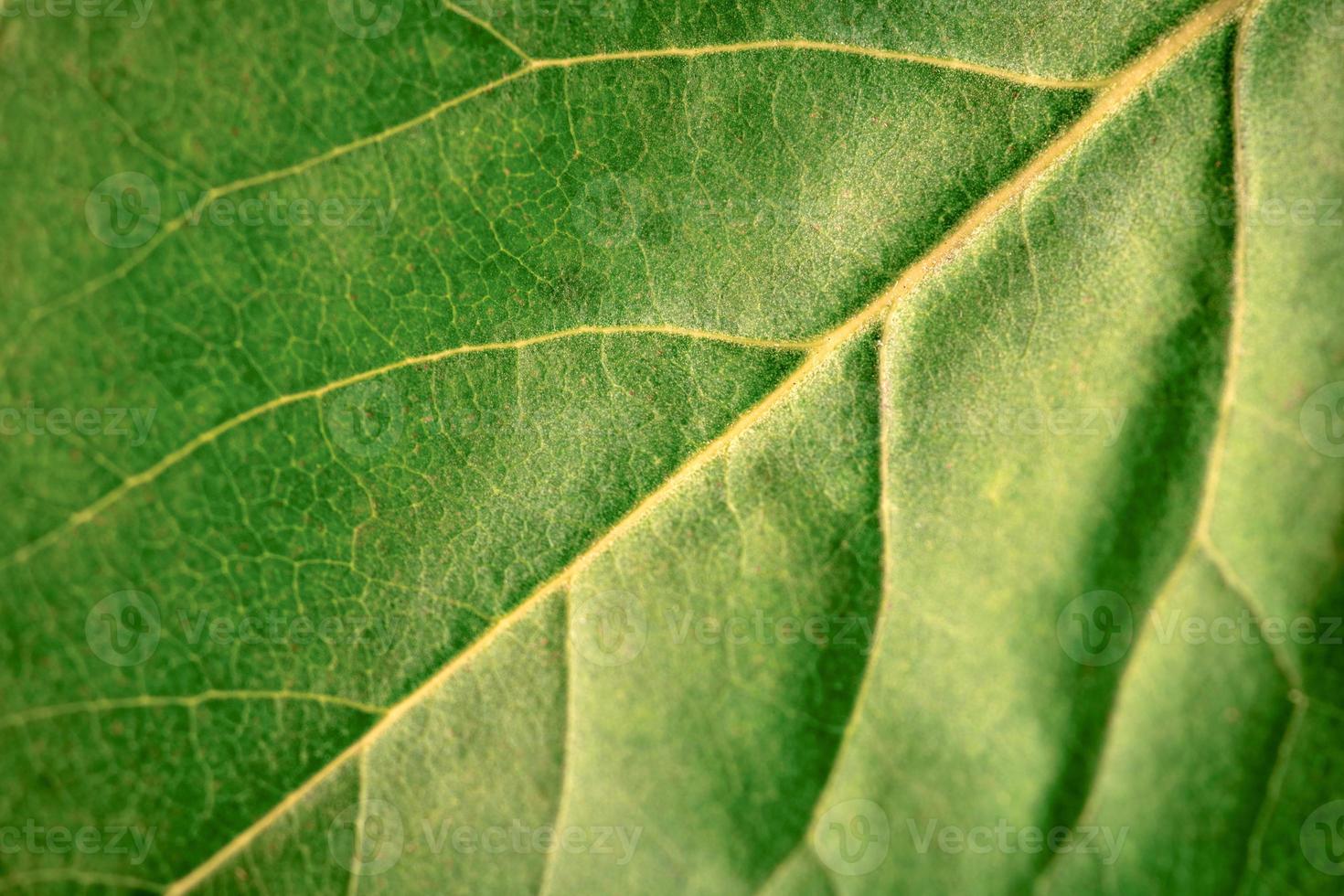 Macro green leaf texture with beautiful relief facture of plant, close up macro photo of pure nature