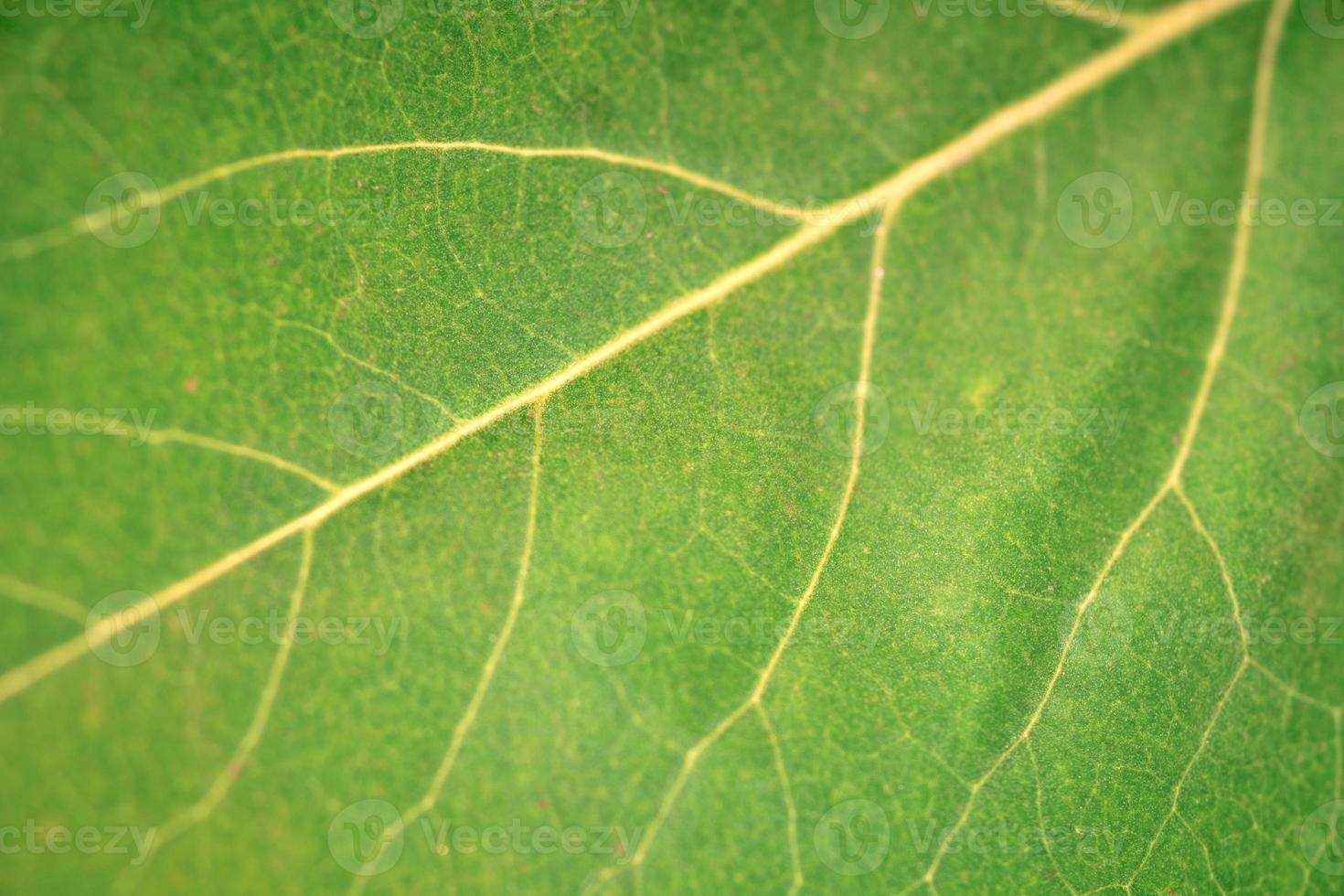 Macro green leaf texture with beautiful relief facture of plant, close up macro photo of pure nature