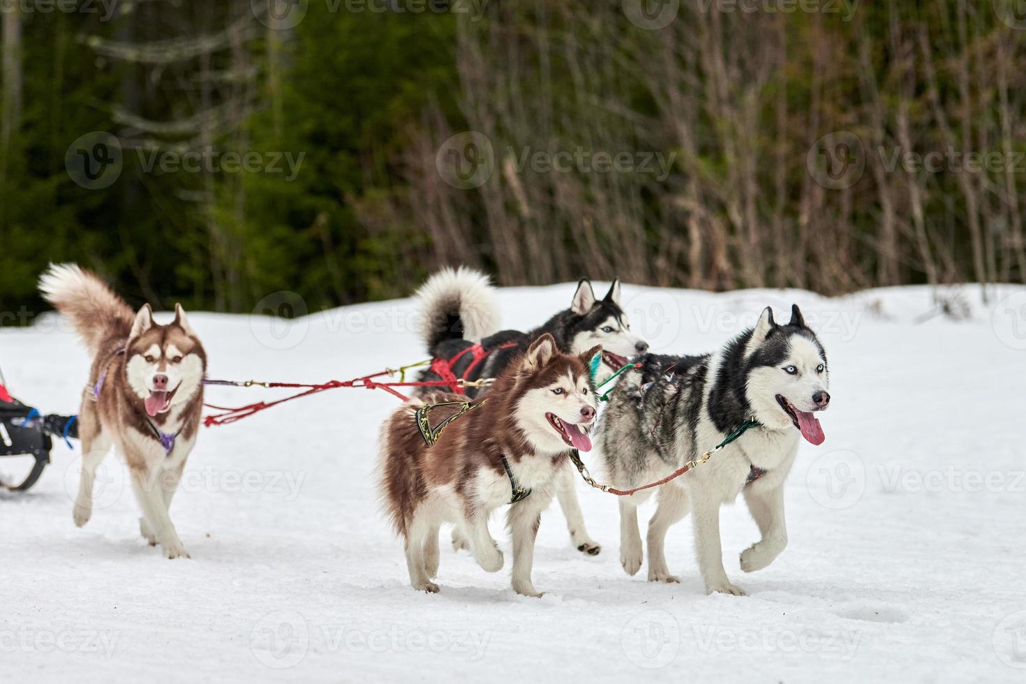 Running Husky dog on sled dog racing photo