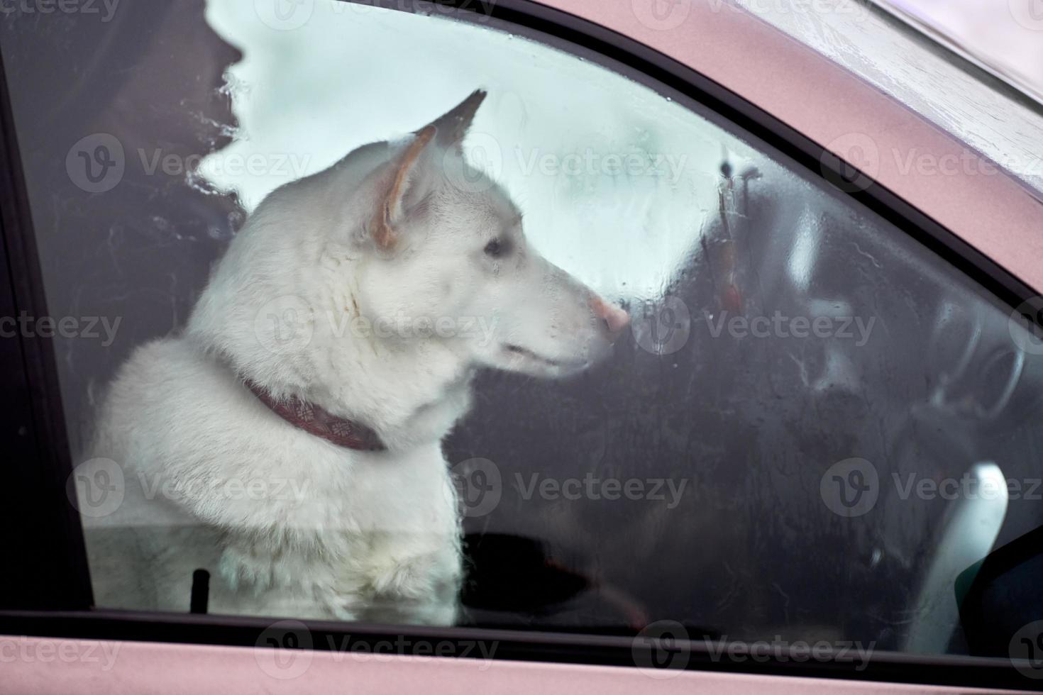 Husky sled dog in car, travel pet photo