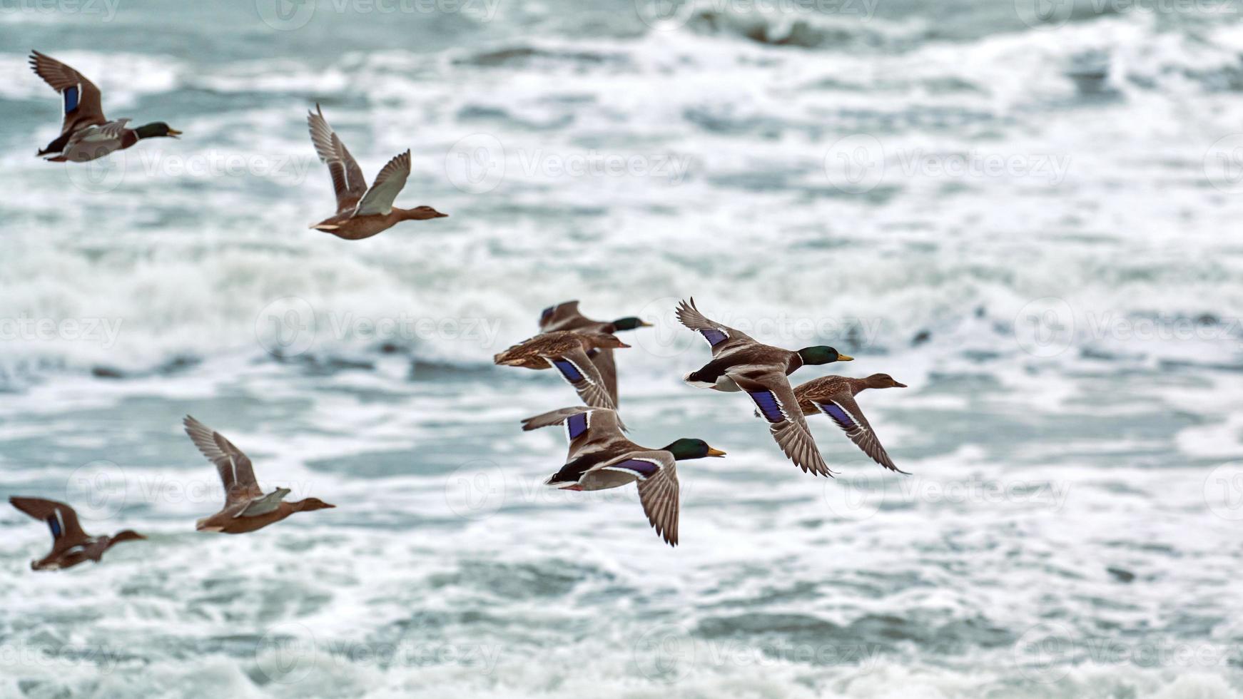 Mallard ducks flying over sea water, seascape photo