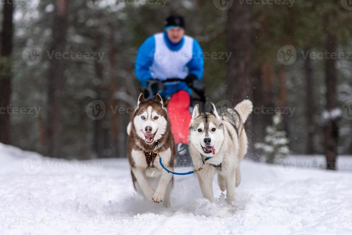 Sled dog racing. Husky sled dogs team pull a sled with dog musher. Winter competition. photo