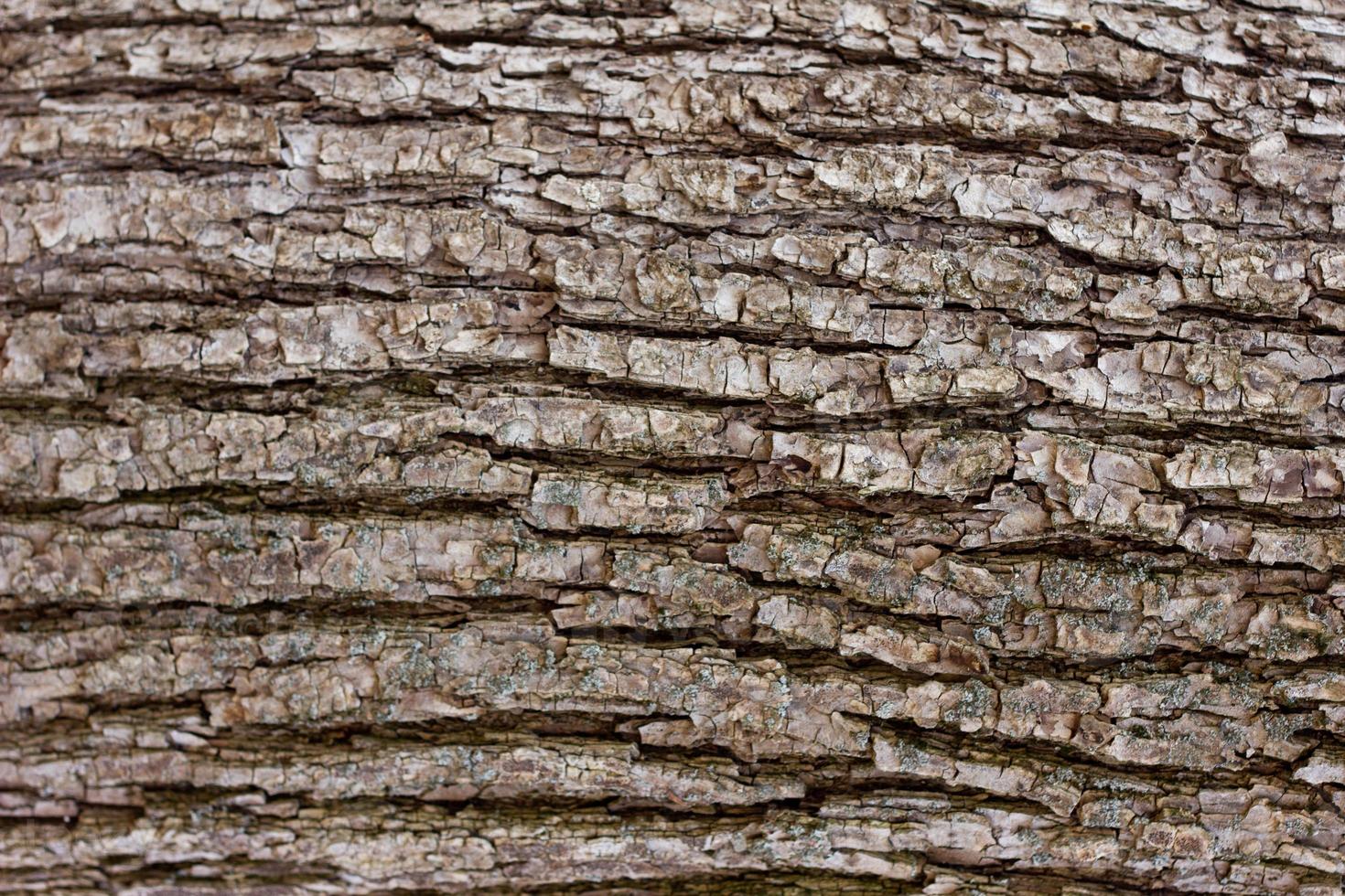 texture of tree bark close-up. The rough skin of an old tree. photo